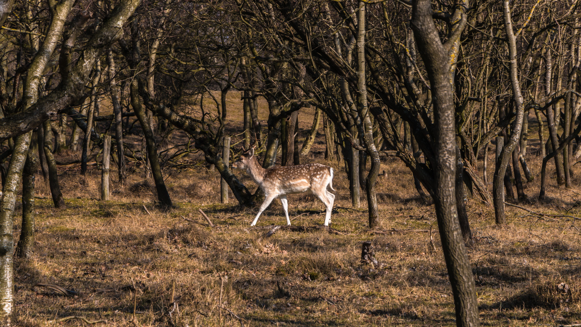 Le cerf.