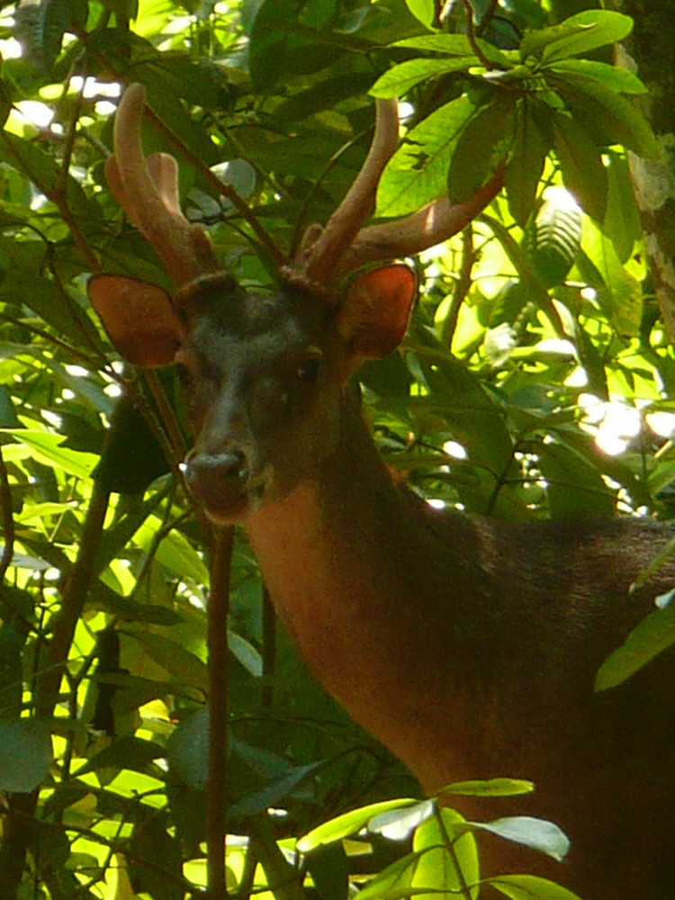 Le cerf caché