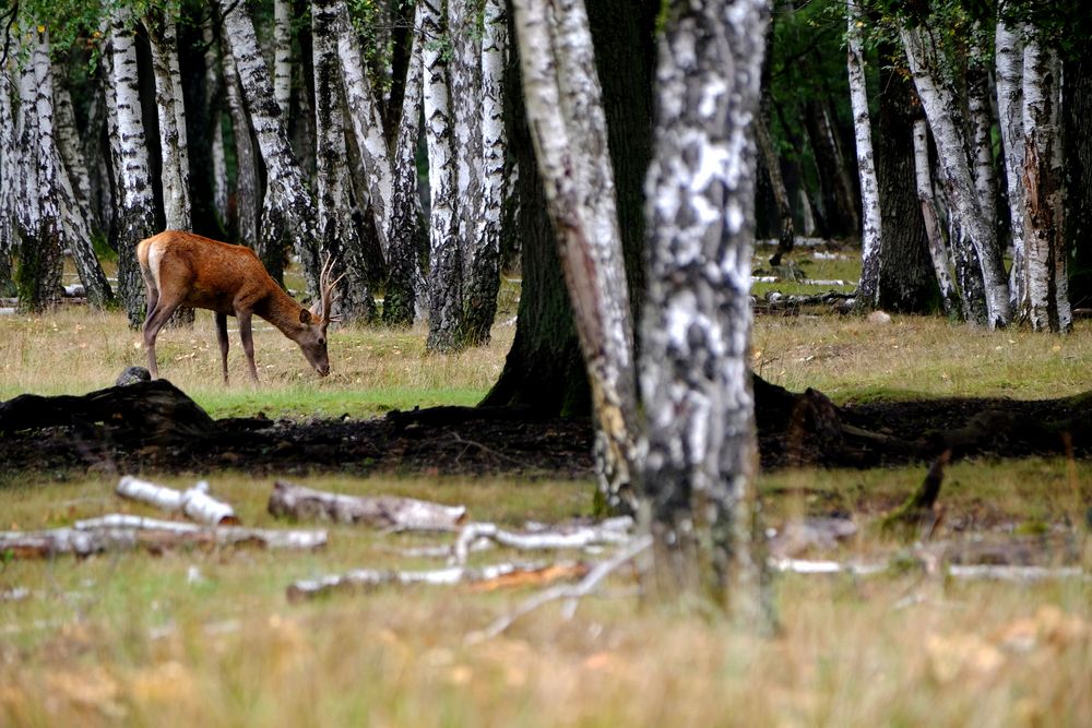 le cerf dans la clairière 