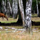 le cerf dans la clairière 