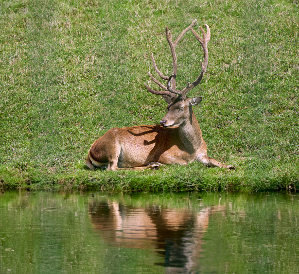 Le cerf de Barbarie 