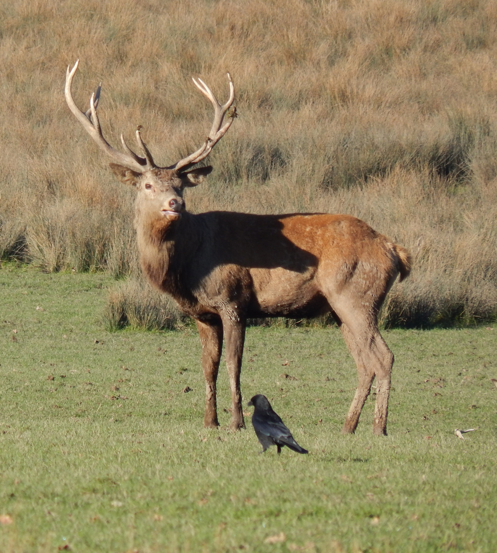 le cerf et le corbeau