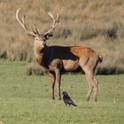 le cerf et le corbeau