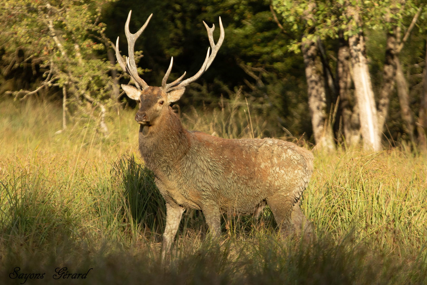 Le cerf le roi de la forêt 