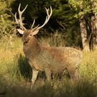 Le cerf le roi de la forêt 