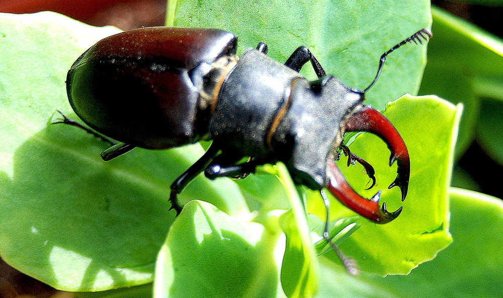 Le Cerf Volant Mâle 2