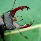 Le Cerf Volant Mâle