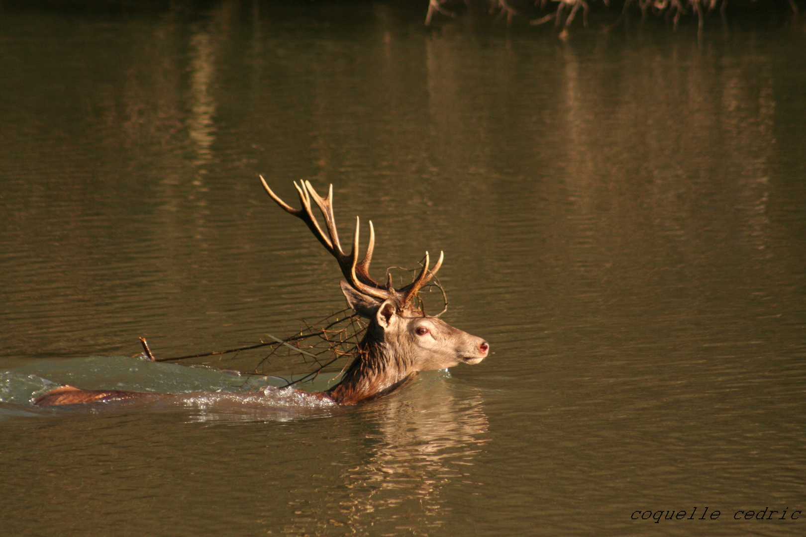 le cerf1