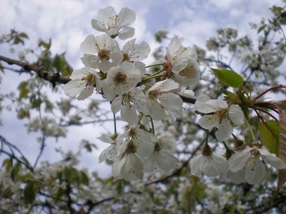 Le cerisier a sorti sa robe de printemps!