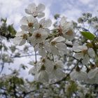 Le cerisier a sorti sa robe de printemps!