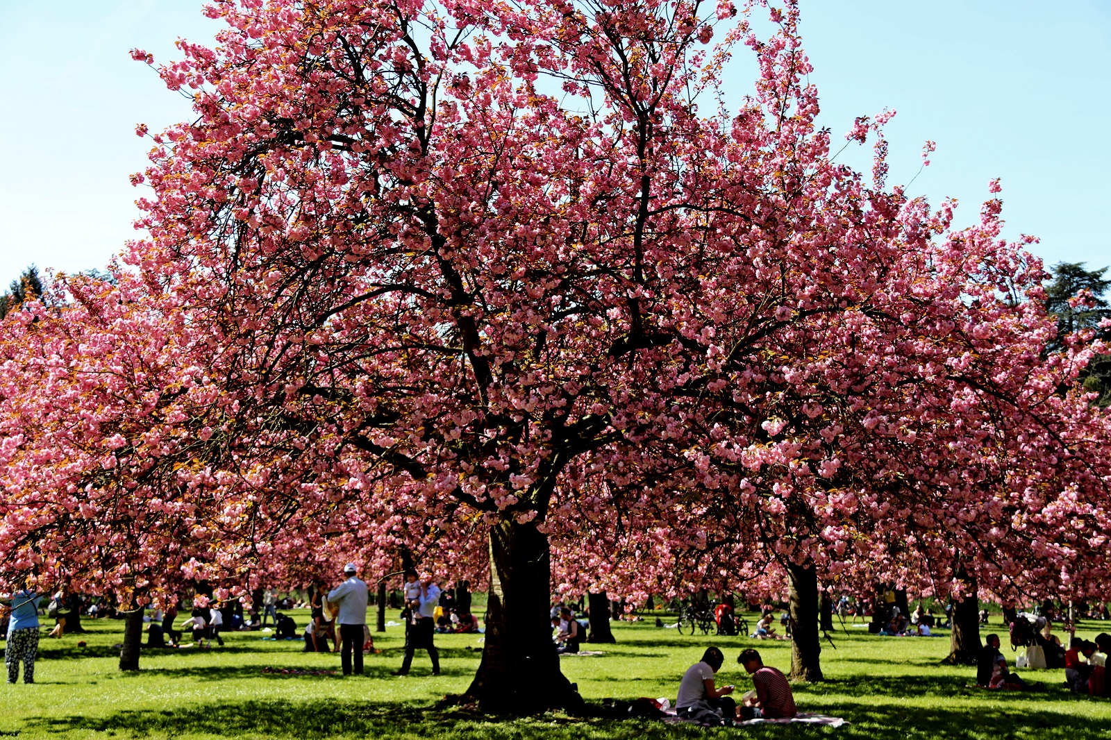 Le cerisier en fleur photo et