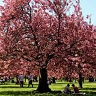 Le cerisier en fleur