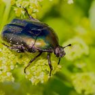 Le Cétoine doré -Cetonia aurata