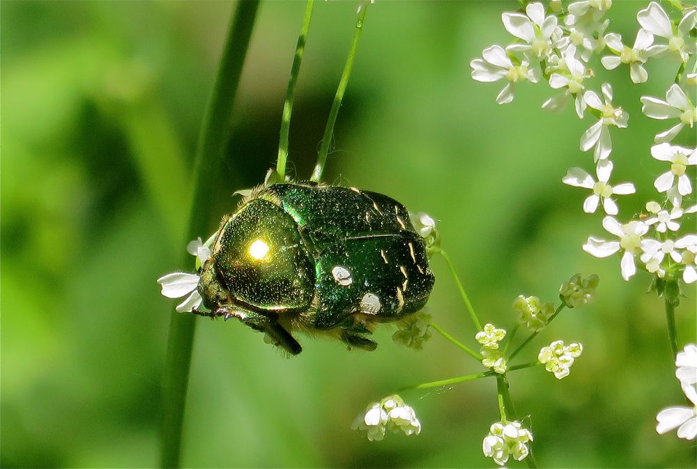...le cétoine !!!... Foto & Bild macro nature, mai, nature Bilder auf