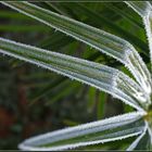 Le chamaerops par un matin froid - Die Chamaerops-Palme an einem kalten Morgen