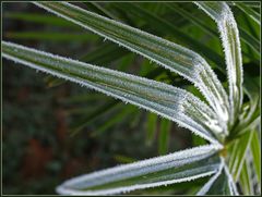 Le chamaerops par un matin froid - Die Chamaerops-Palme an einem kalten Morgen