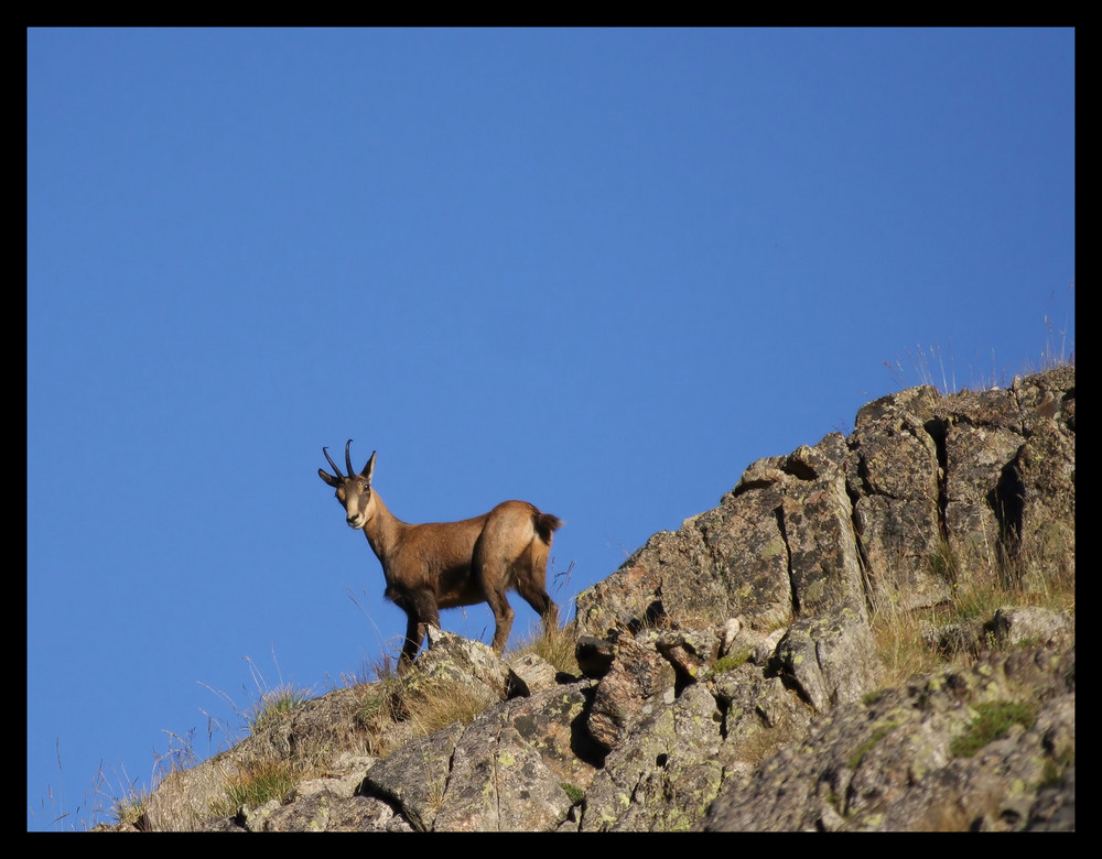 Le chamois dans la montagne