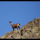 Le chamois dans la montagne