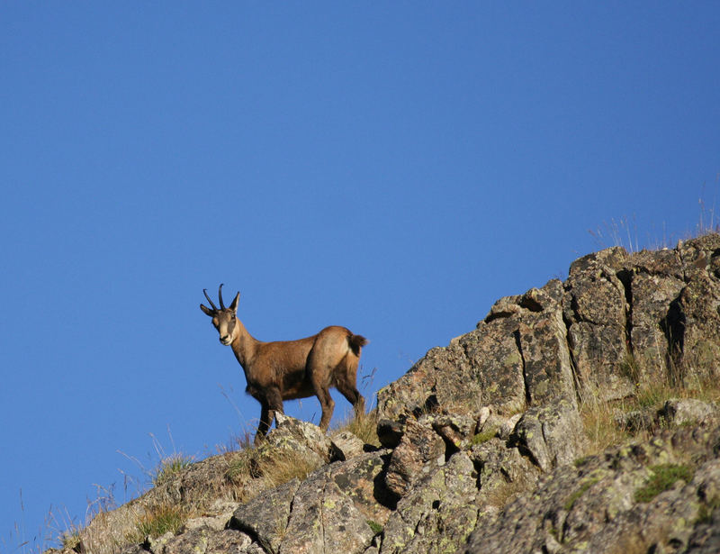 Le Chamois dans la montagne