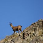 Le Chamois dans la montagne