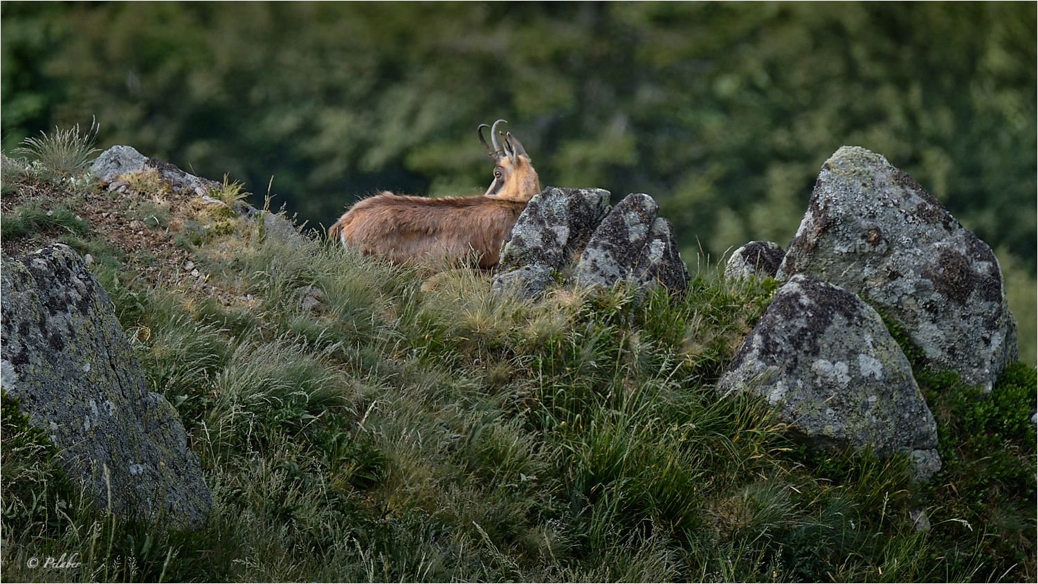 Le chamois d'Or