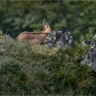 Le chamois d'Or