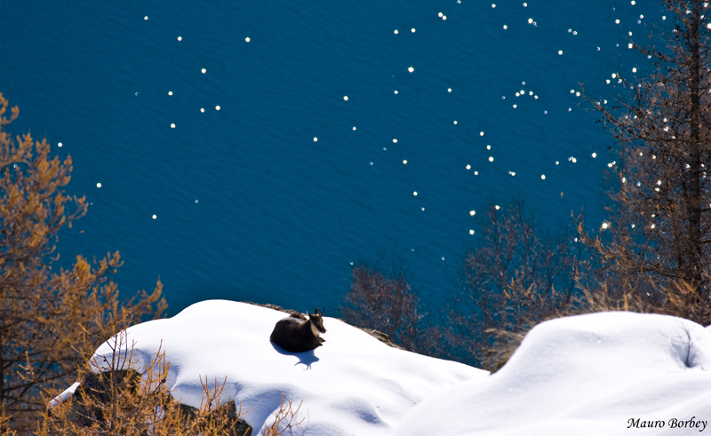 Le Chamois du lac.