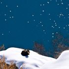 Le Chamois du lac.