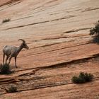 Le Chamois du Zion