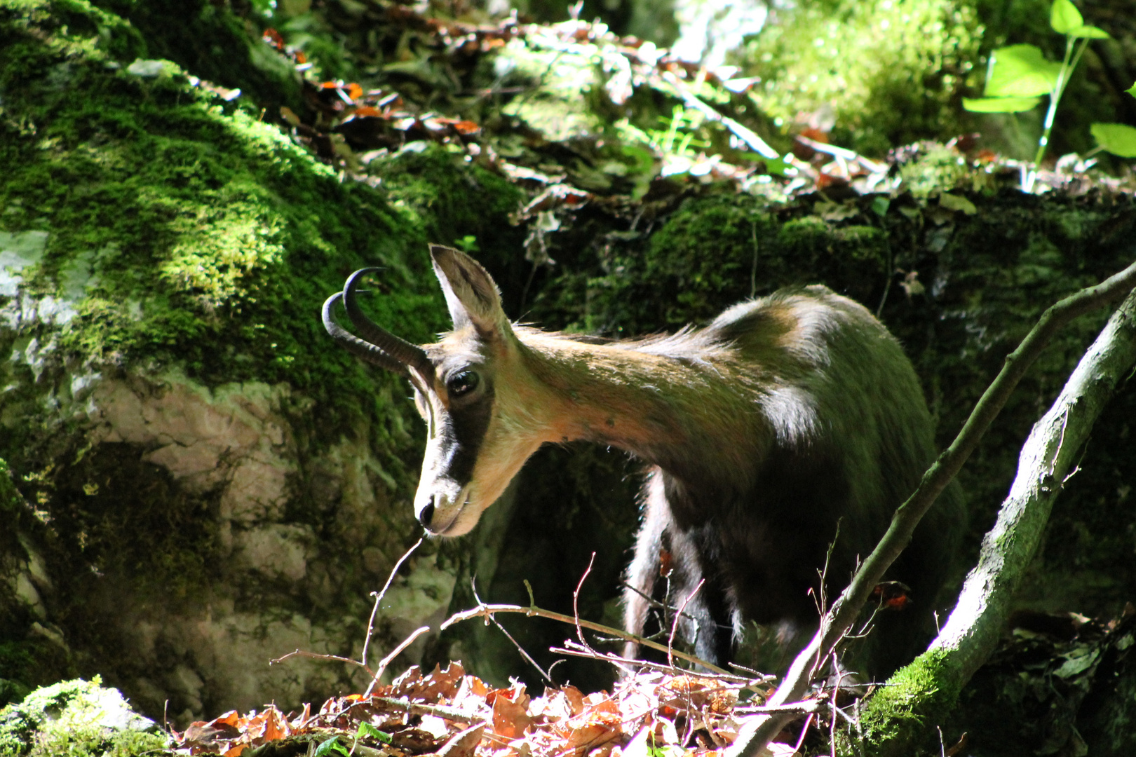 Le chamois