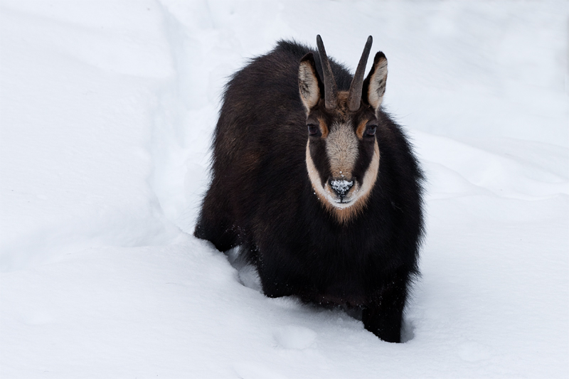 Le chamois et la neige