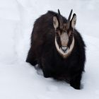 Le chamois et la neige