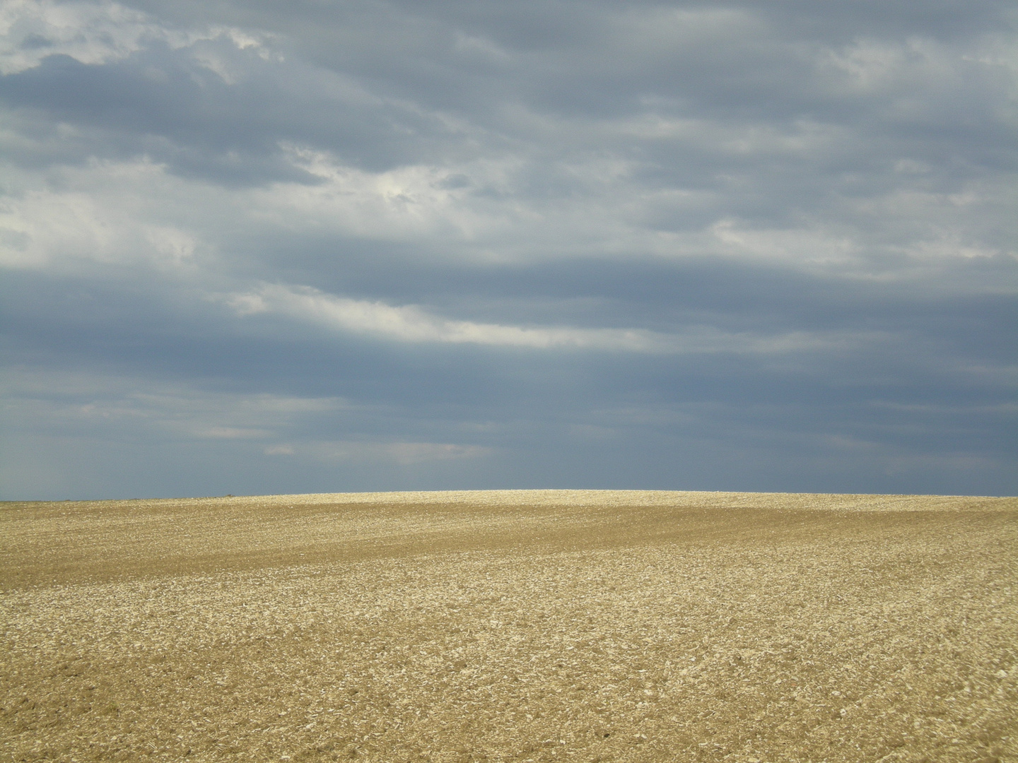 Le champ de blé