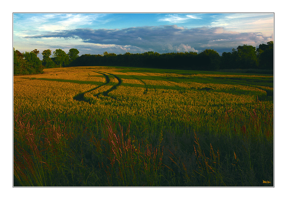 Le champ de blé sans corbeaux...