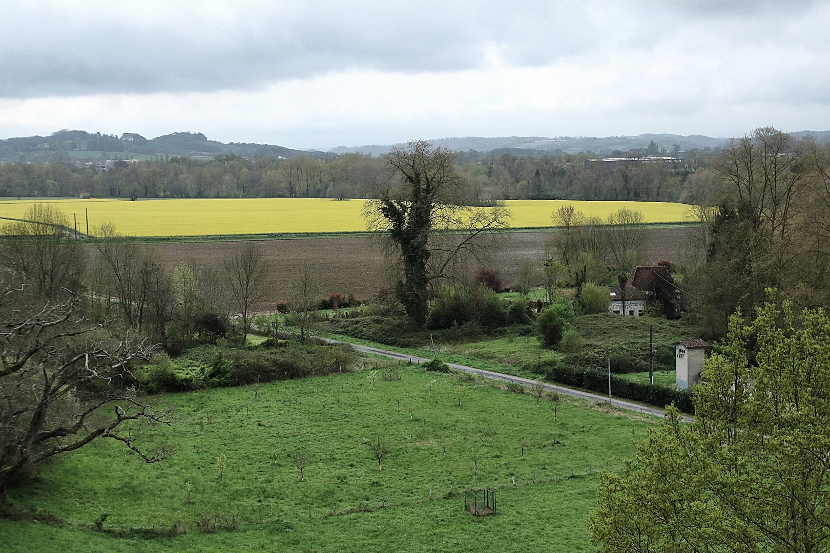 le champ de colza !