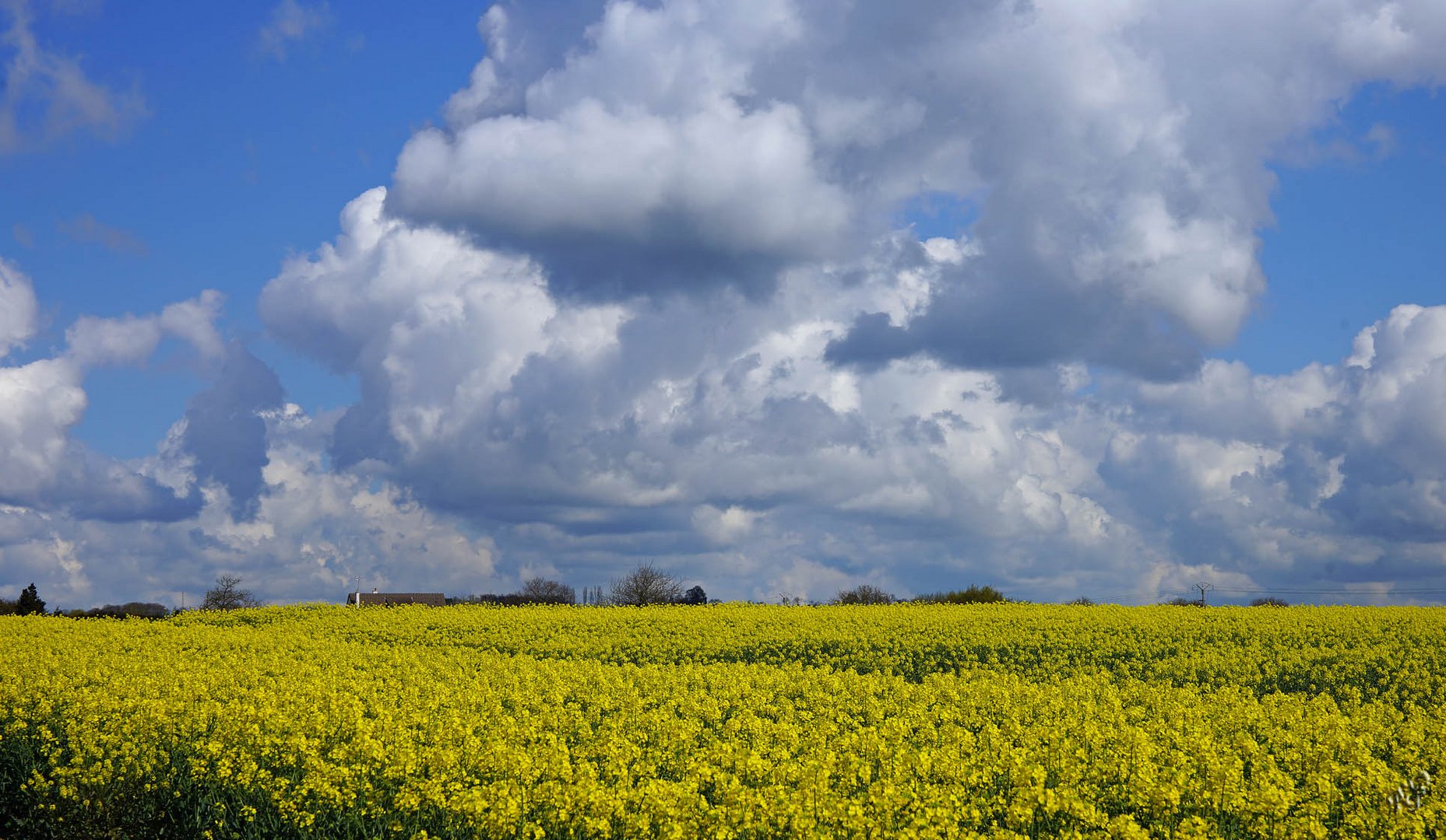 Le champ de colza 