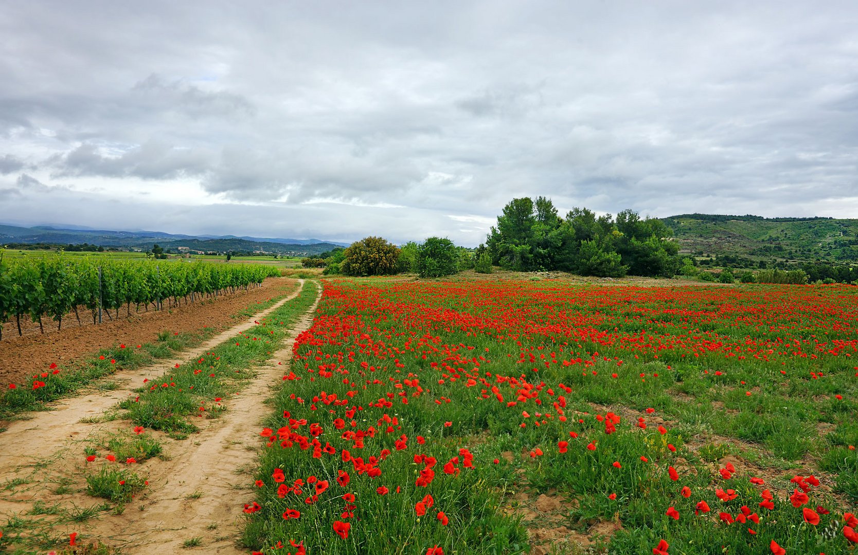 Le champ de coquelicots