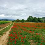 Le champ de coquelicots