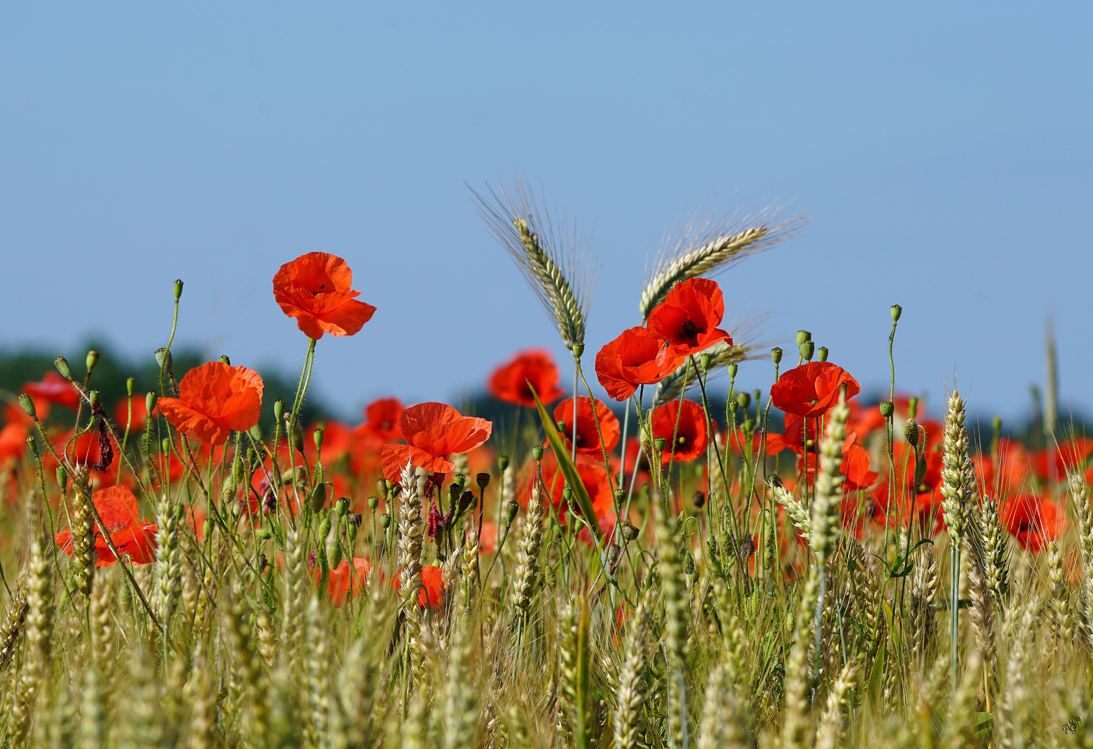 Le champ de coquelicots