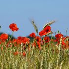 Le champ de coquelicots