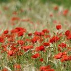 Le champ de coquelicots ....