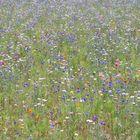 Le champ de fleurs