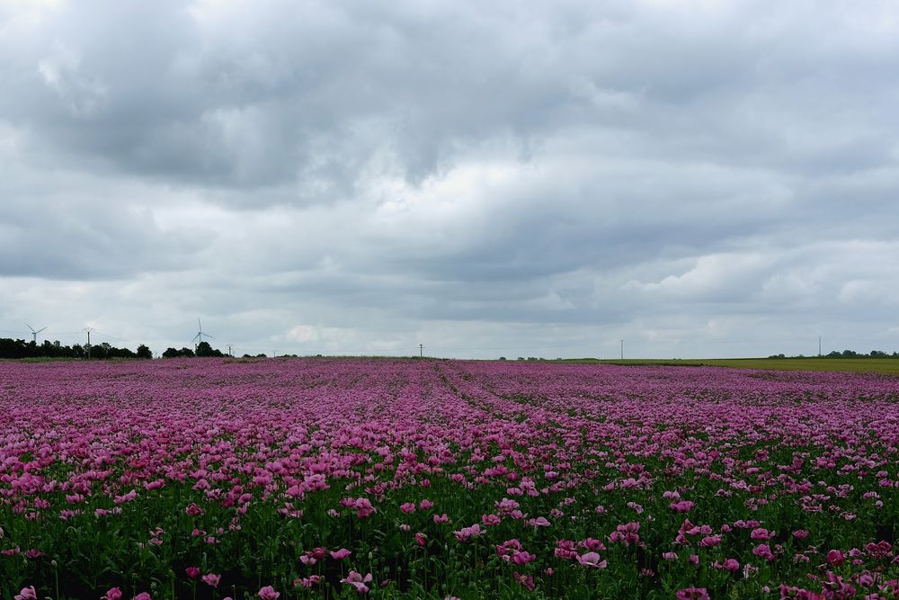 le champ de pavots