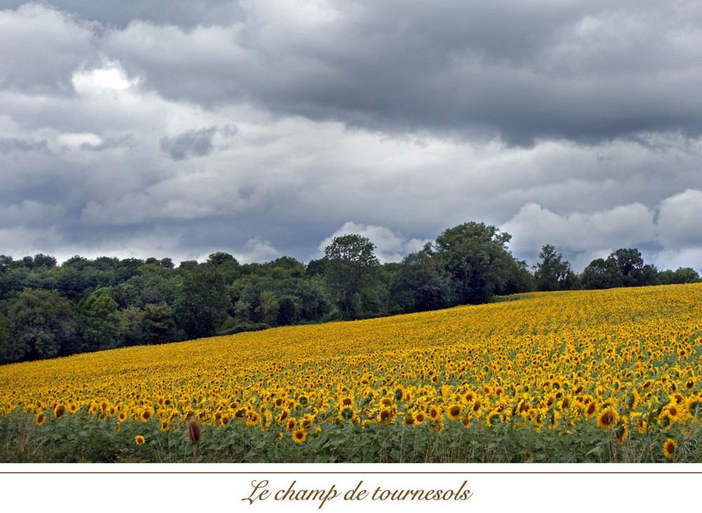 le champ de tournesols