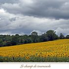 le champ de tournesols