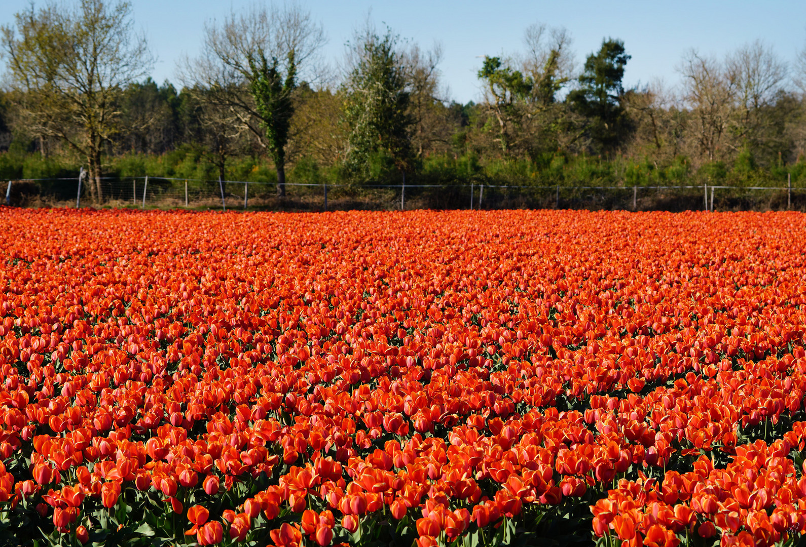 Le champ de tulipes