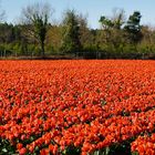 Le champ de tulipes