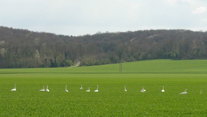 Le champ du cygne