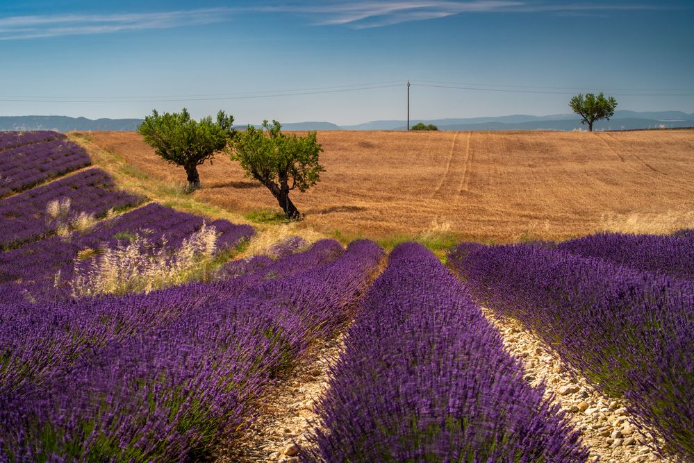 Le champ violet