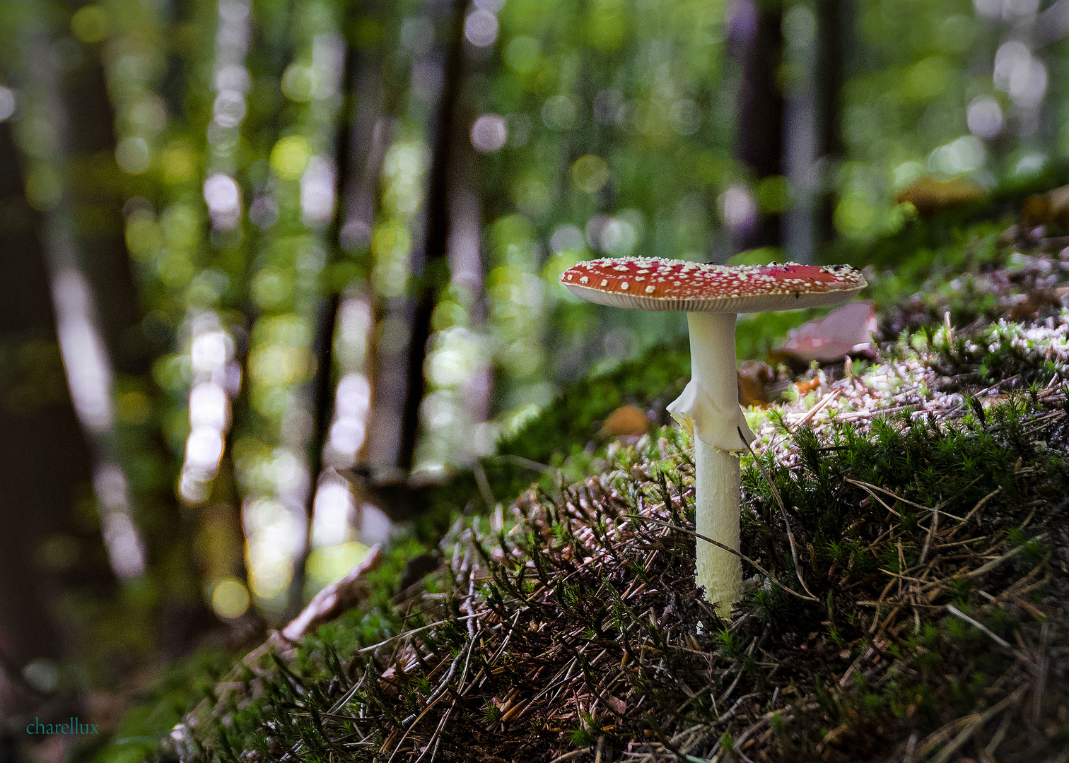 le champignon